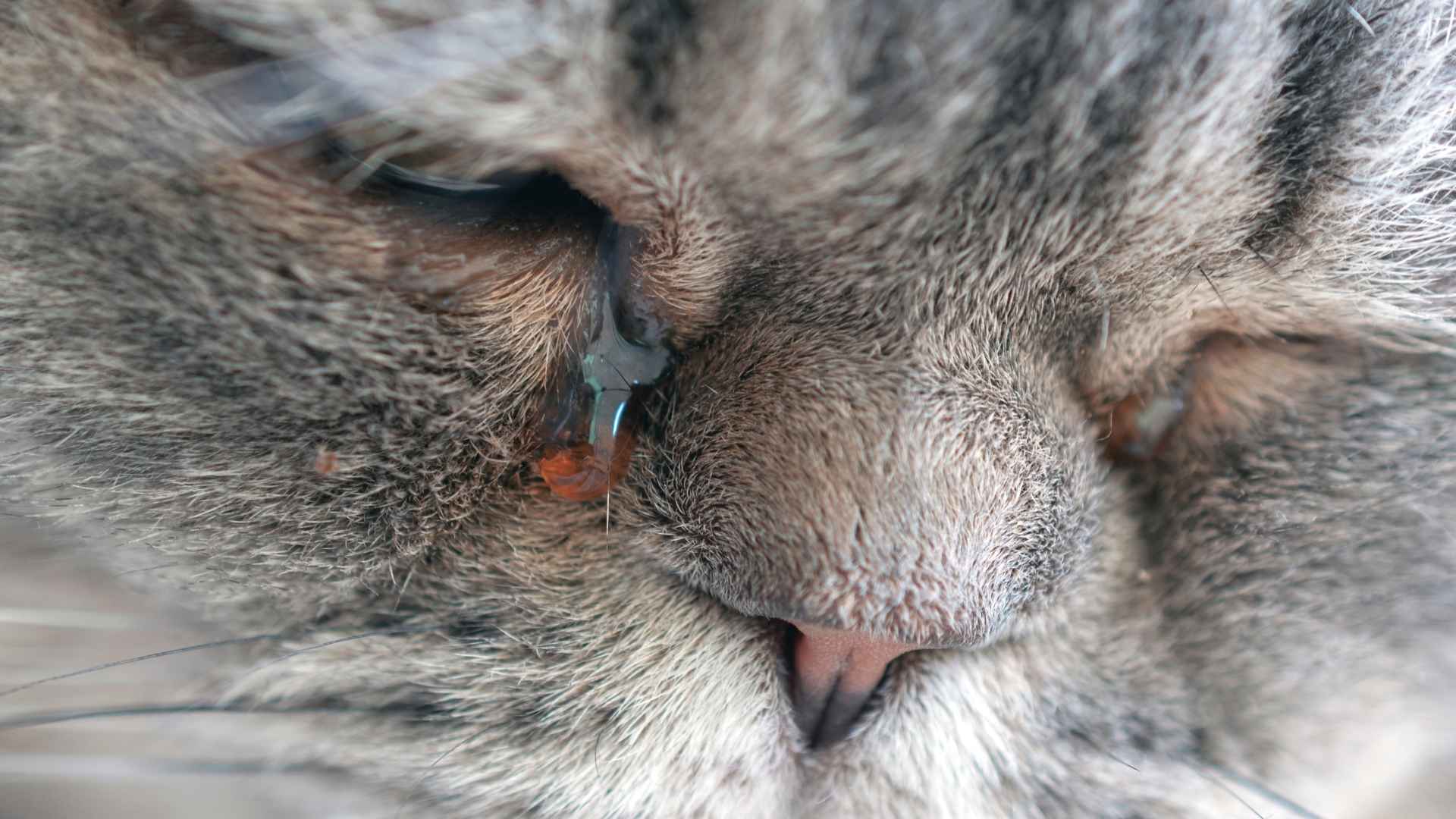 lagrimas en gatos, problemas oculares